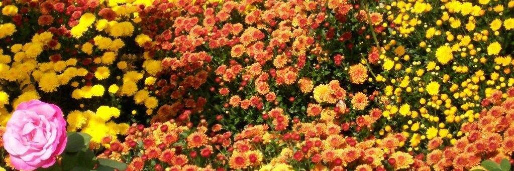 RDSMercedes's profile banner image