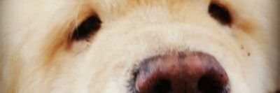 pegarsal's profile banner image