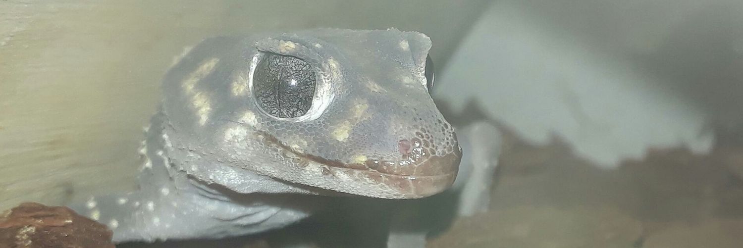 B0bbieKinS's profile banner image