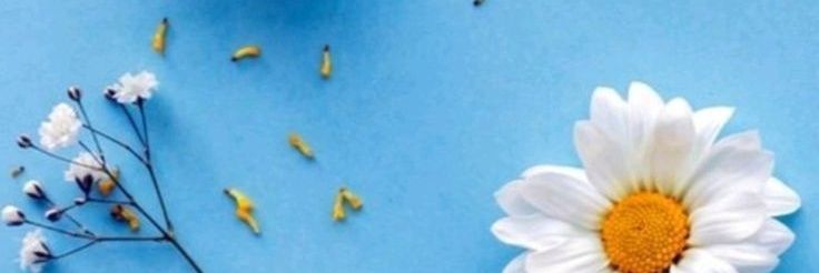 shiootan's profile banner image