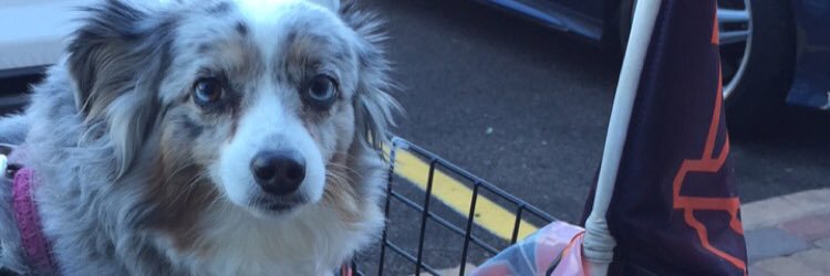 Thatminiaussie's profile banner image