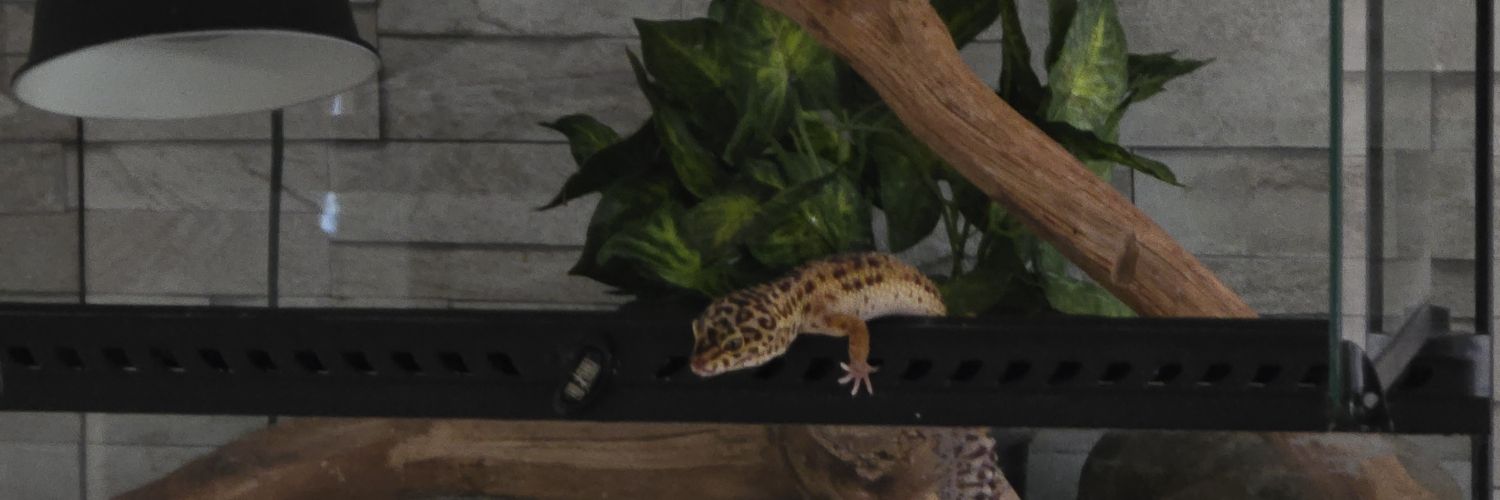 R0M1_25's profile banner image