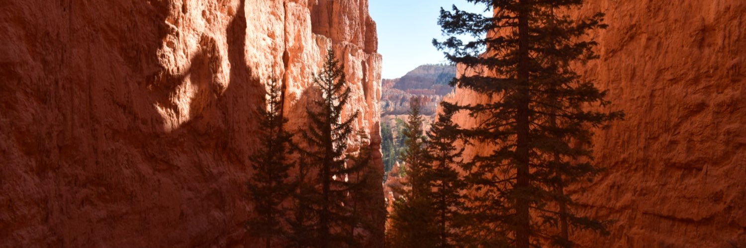 allison_labine's profile banner image