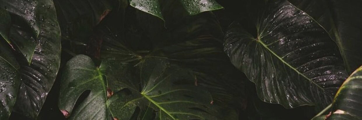 shaaymless's profile banner image