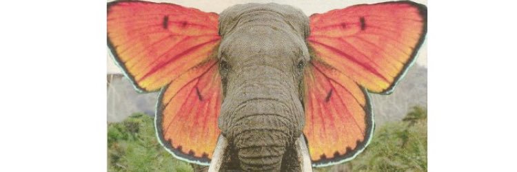 avaanoelle's profile banner image