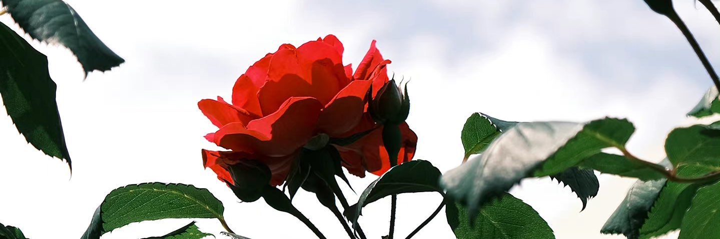 bryam106969's profile banner image