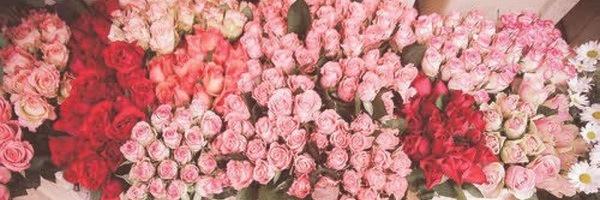 bilkstif's profile banner image