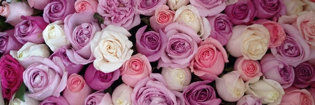 MariaCafeina's profile banner image