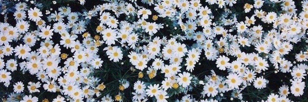 Miranda_Riggs's profile banner image