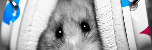 Madeomartins's profile banner image