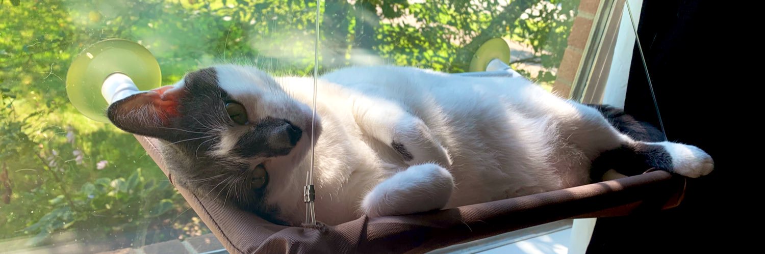 CatLadyScherer's profile banner image