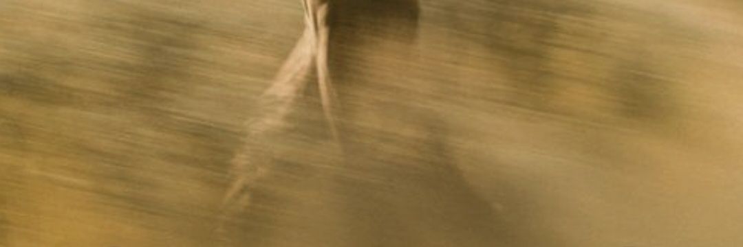 prmtskies's profile banner image