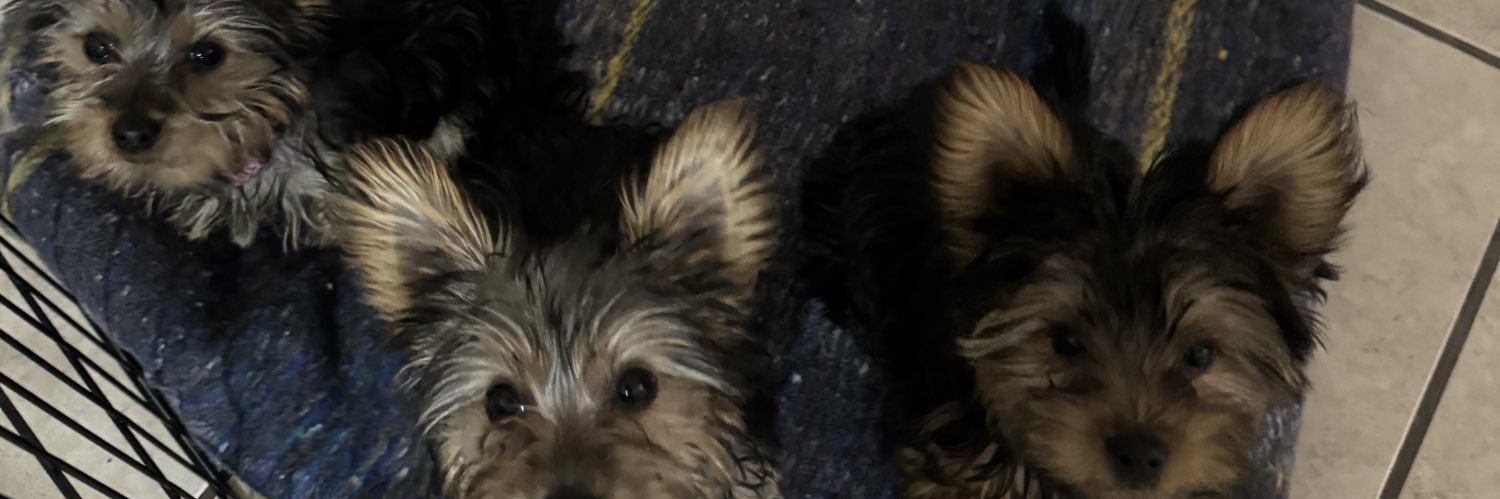 SofTrevizo's profile banner image