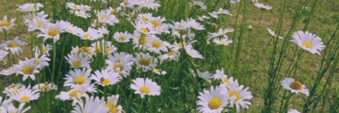daisyflw8's profile banner image