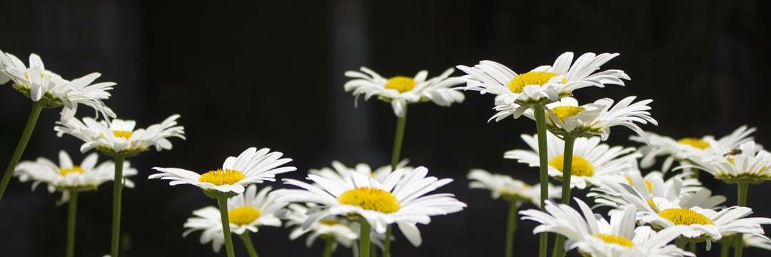 Maria_Colas's profile banner image