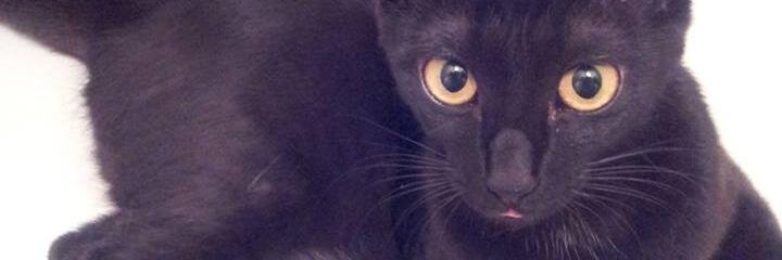 Romy_Hayashi's profile banner image