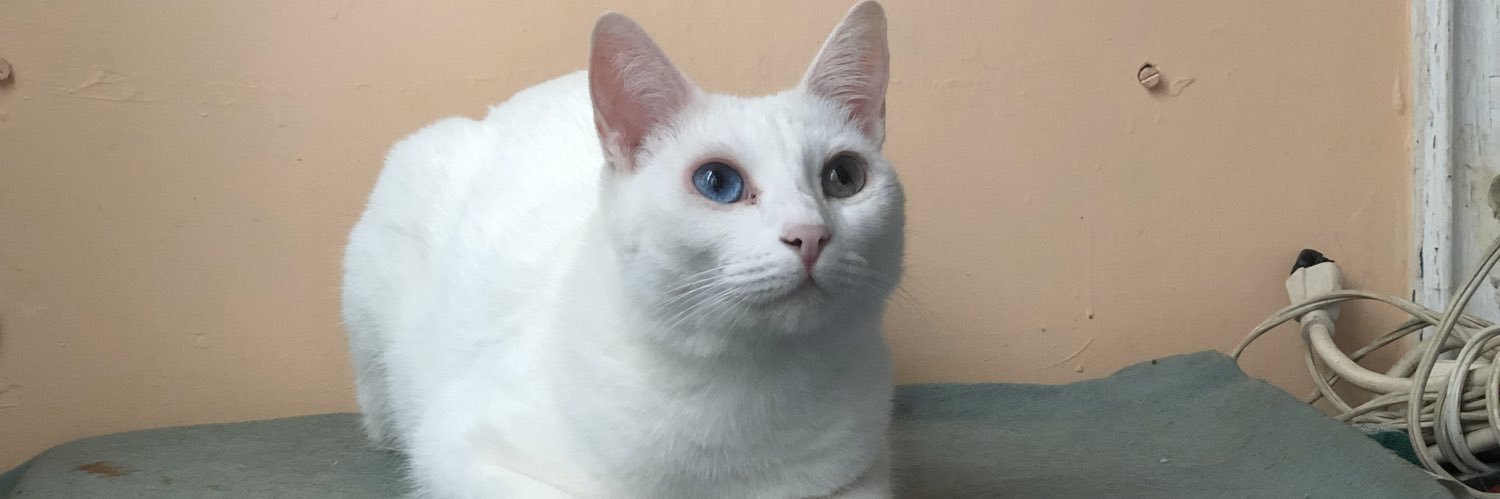 SillySilis's profile banner image