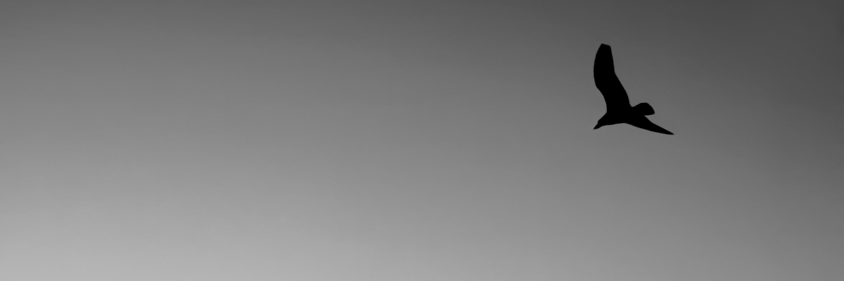 _Volodian_'s profile banner image