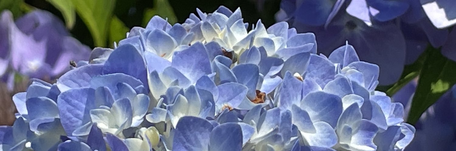 debsmithbeach's profile banner image
