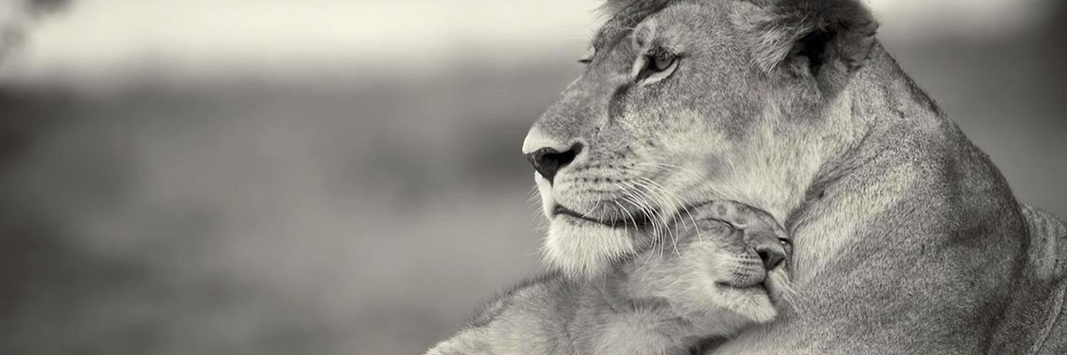 RockerCatXD's profile banner image