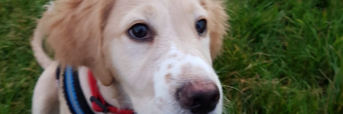 clara_mclean's profile banner image