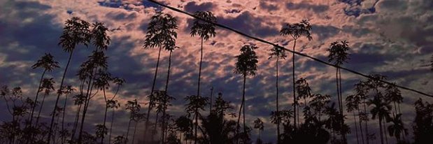 TriDestikawati's profile banner image