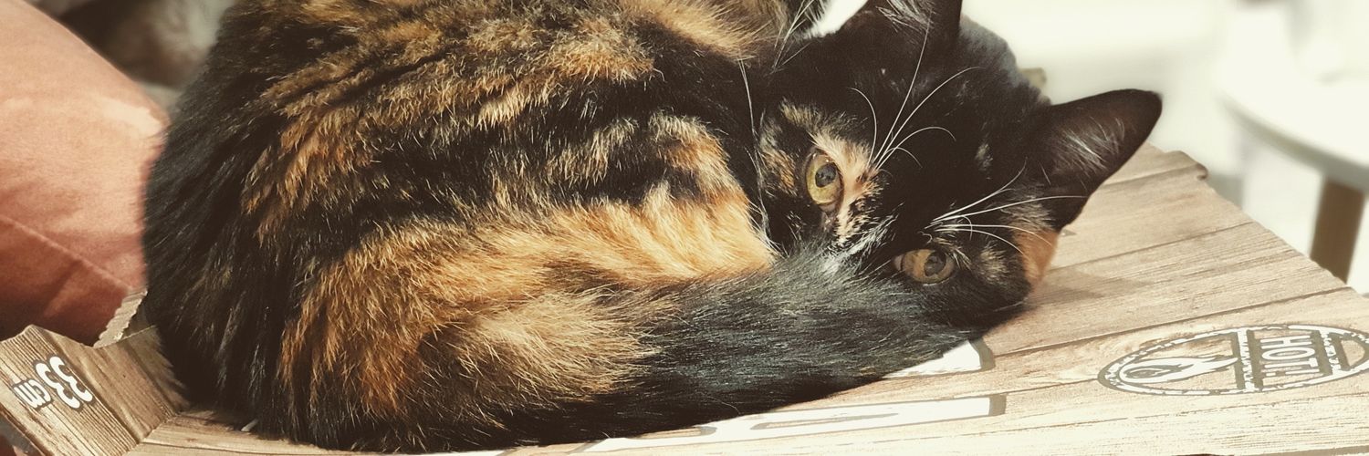 ClaraGuffroy's profile banner image