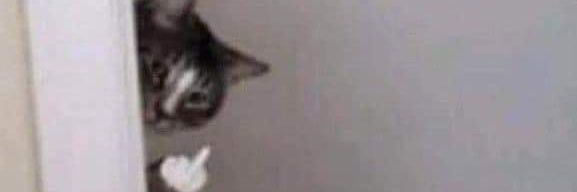 yissa_alien's profile banner image