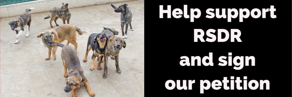 Rudozem Street Dogs banner