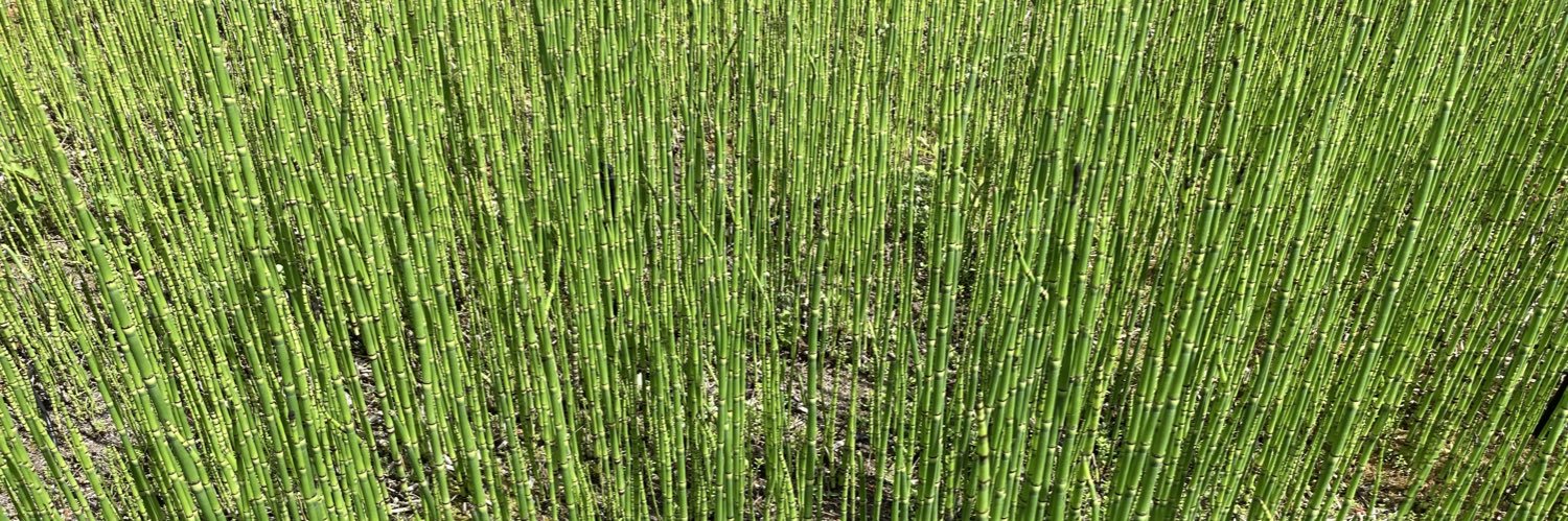 Marielle Maréchal banner