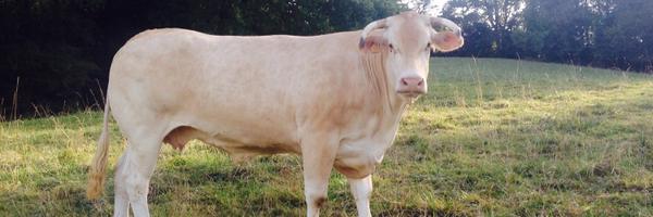 BMalabirade Profile Banner