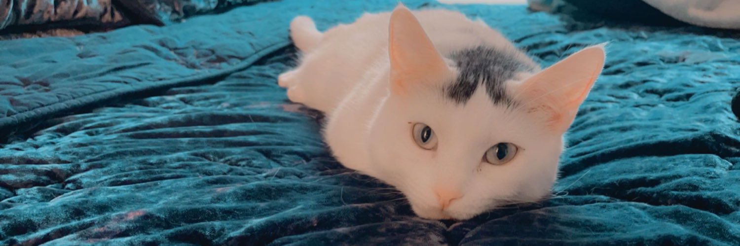 allieeccatt's profile banner image