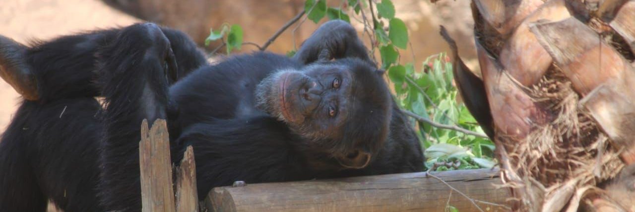 natzoo's profile banner image