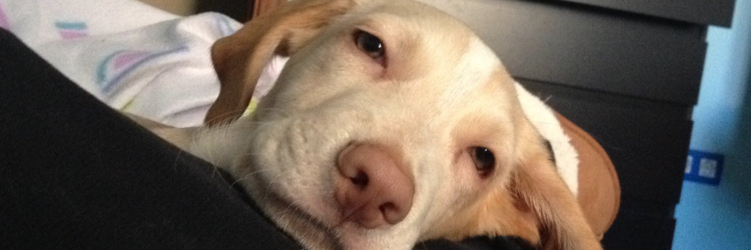 sandra_fdzc's profile banner image
