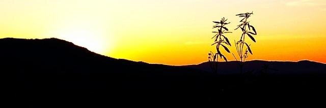 Ismael Aranda banner