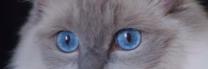 RoseyToesRose's profile banner image