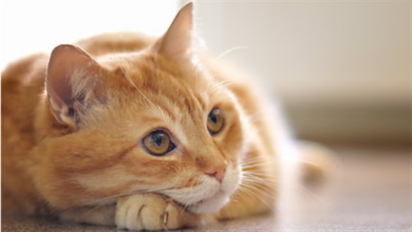 SouthendCats's profile banner image