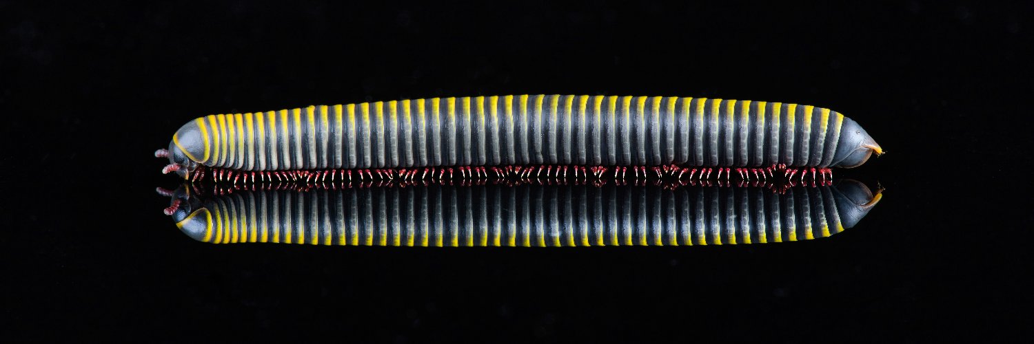 Gary Davis GDImages www.gdimages.co.uk banner