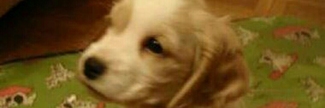 DAguadinderrisa's profile banner image