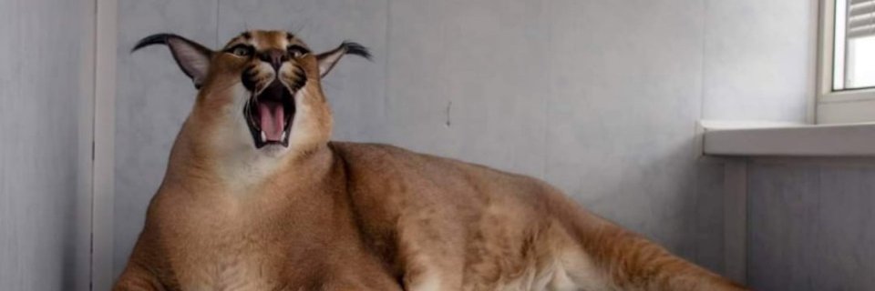 FloppaCrazzzy's profile banner image