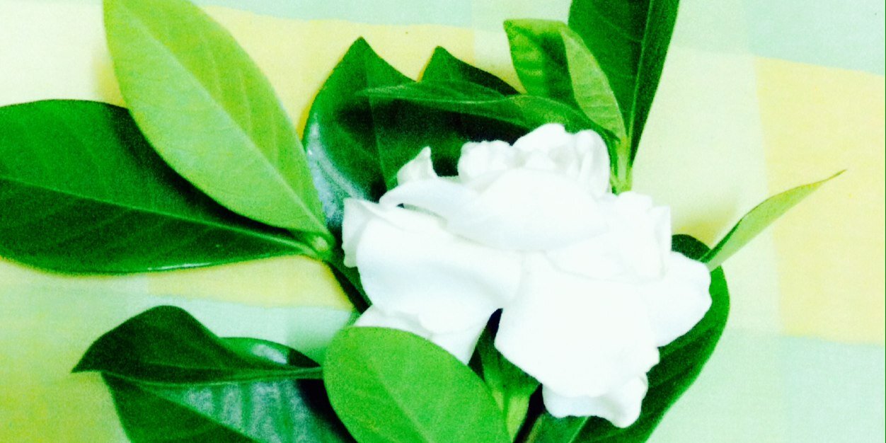 MaxPawarit's profile banner image