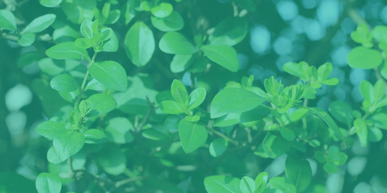 ReseedOrg's profile banner image