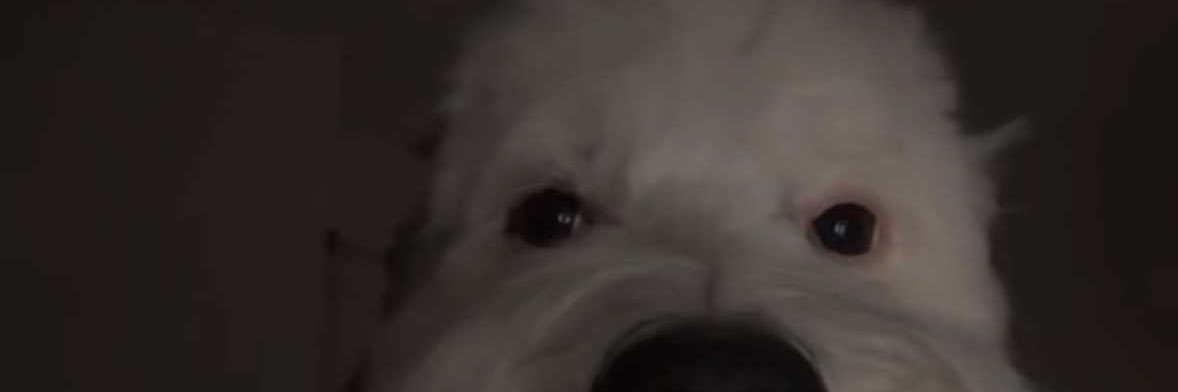 pasatox's profile banner image