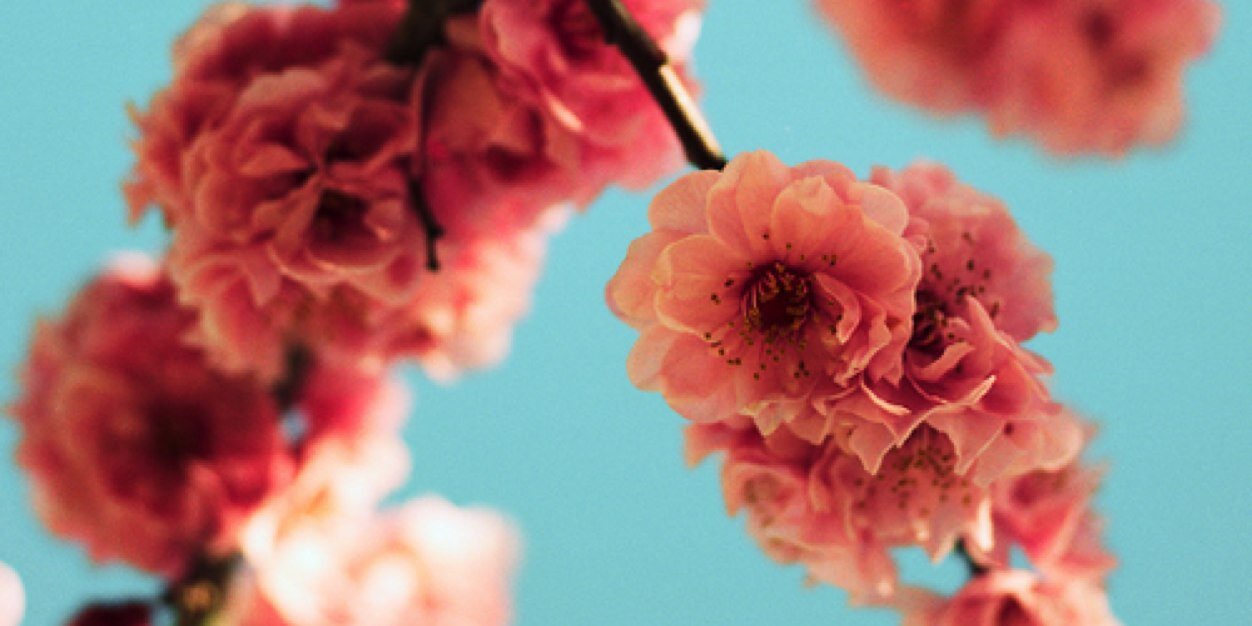 LeahRMeadows's profile banner image