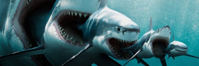 sharky banner