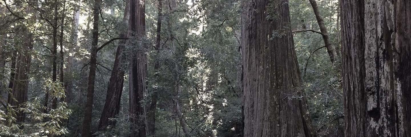 Wilderness Paths banner