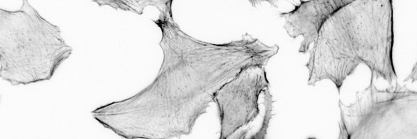 thorpesd Profile Banner