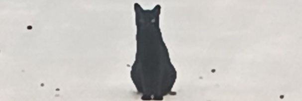 trillmort's profile banner image