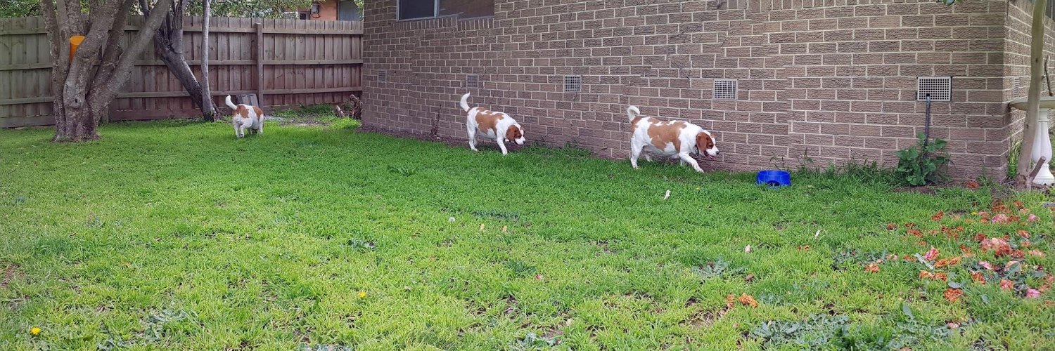 𝑴𝒔. 𝑫𝒊𝒏𝒈𝒐 🐶🐶 🇦🇺 banner