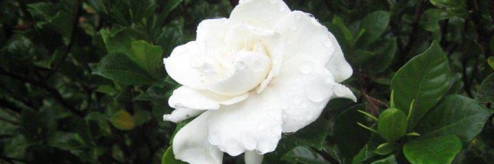 Negritafeng's profile banner image
